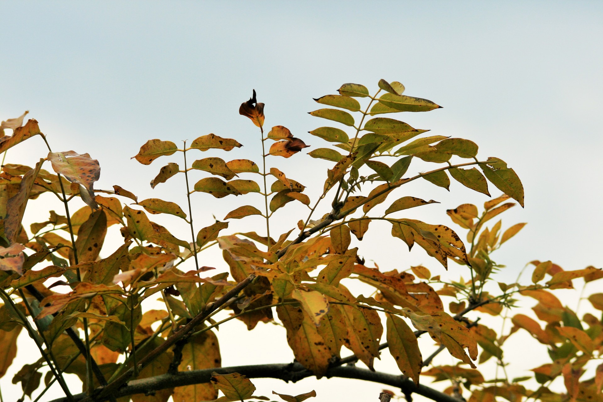 wisteria creeper leaves free photo