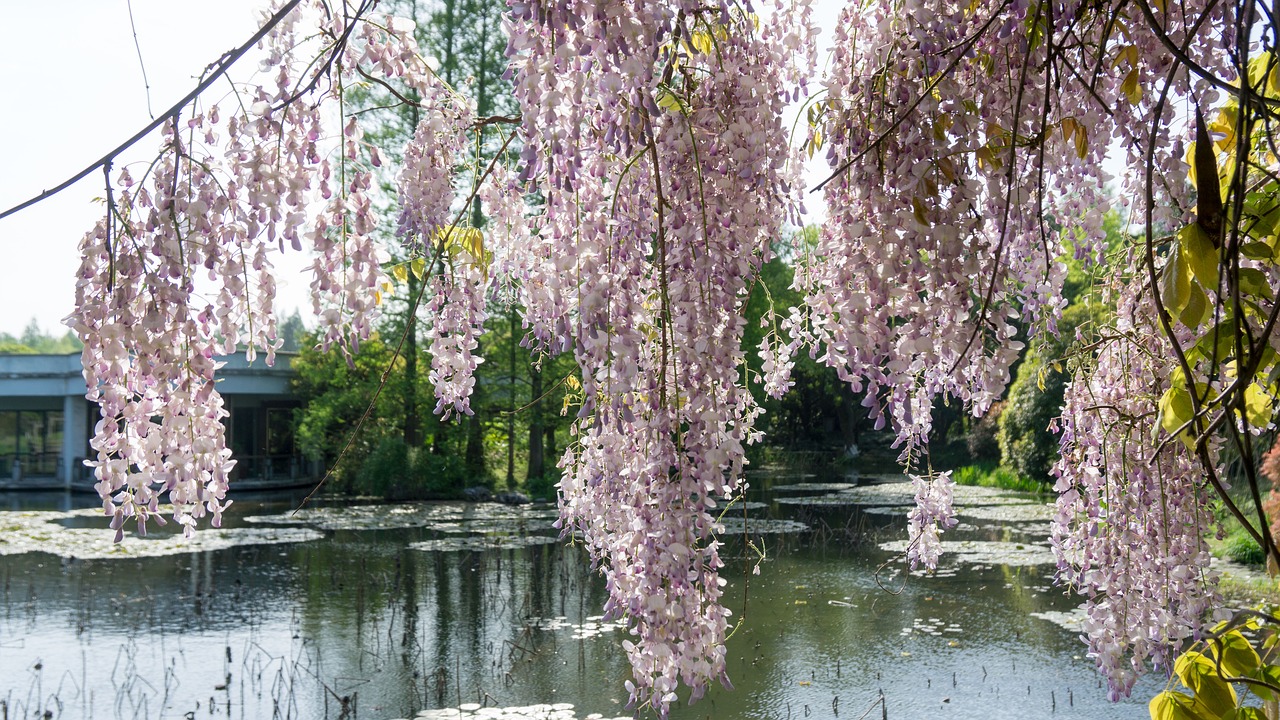 wisteria rose  tree  flower free photo