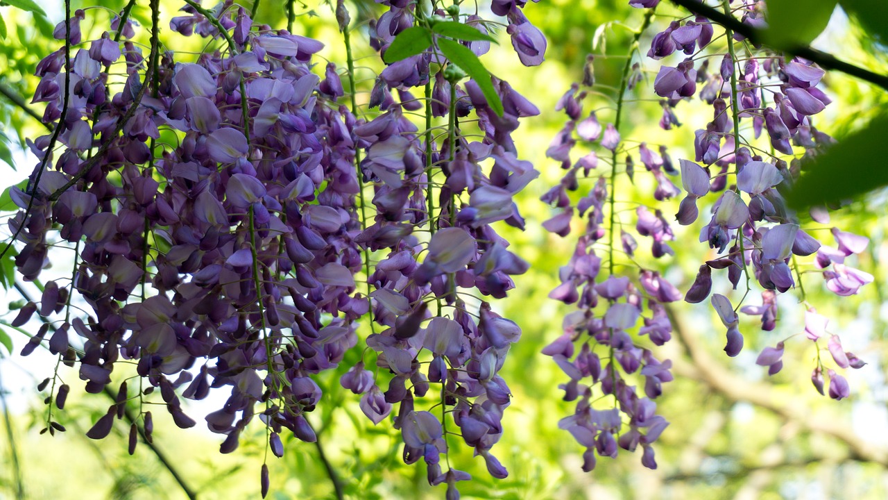 wisteria rose  park  spring free photo