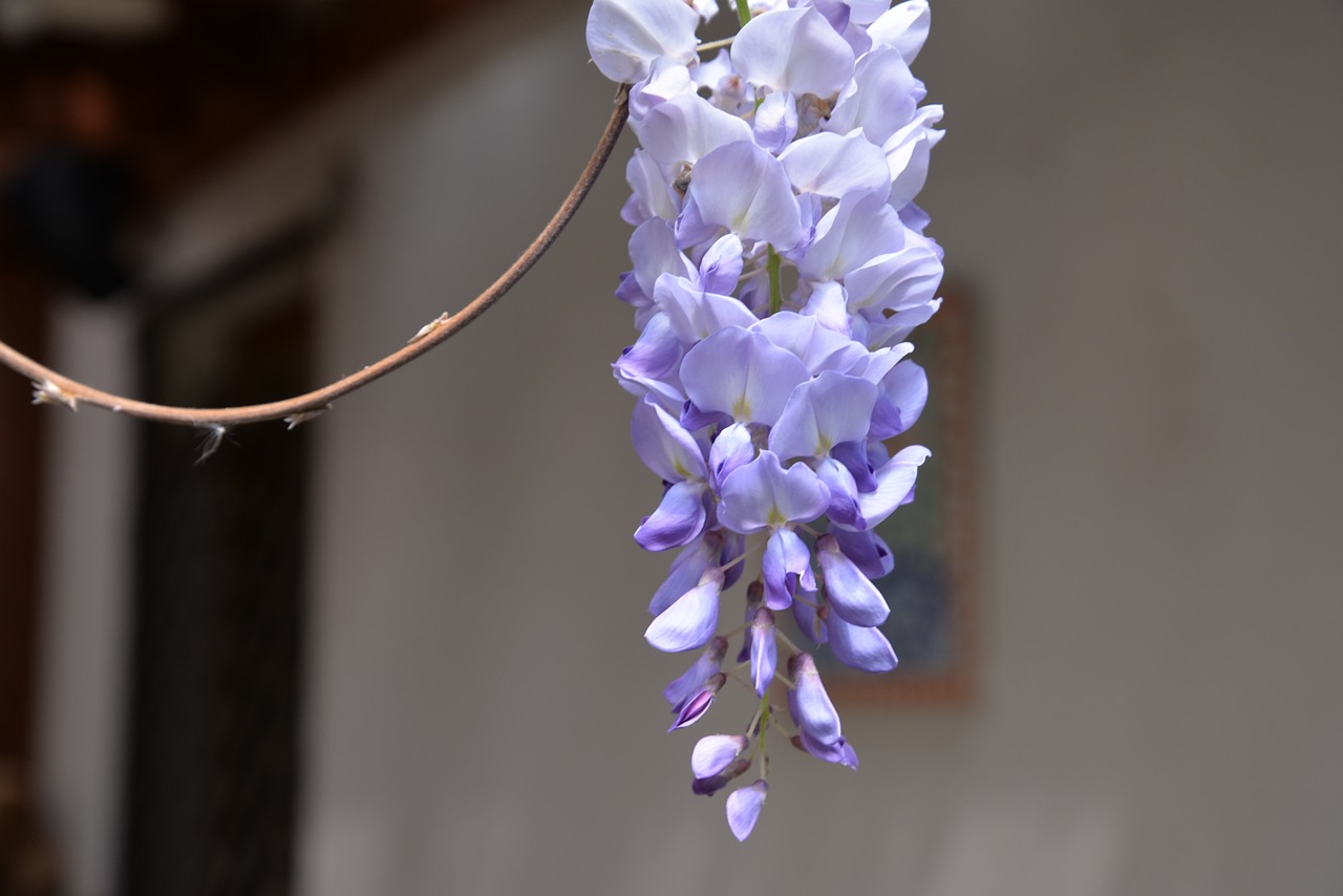 wisteria sinensis flower violet free photo