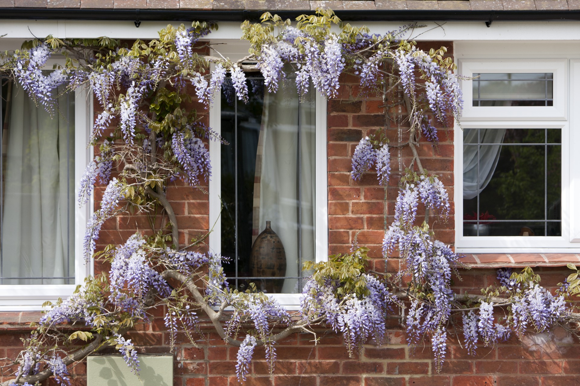 wisteria window flowers free photo
