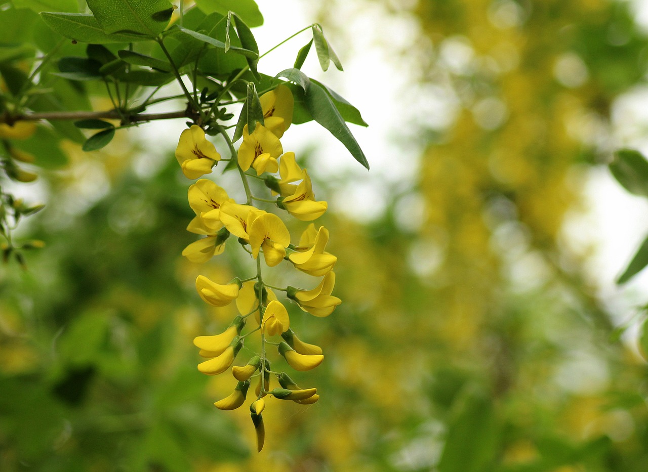 wisteria yellow  creeper  plant free photo