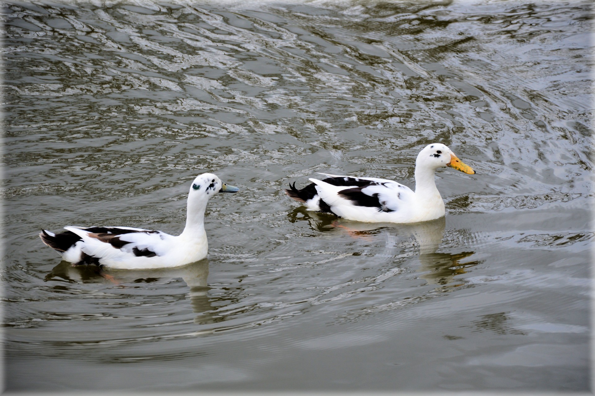 duck young white free photo