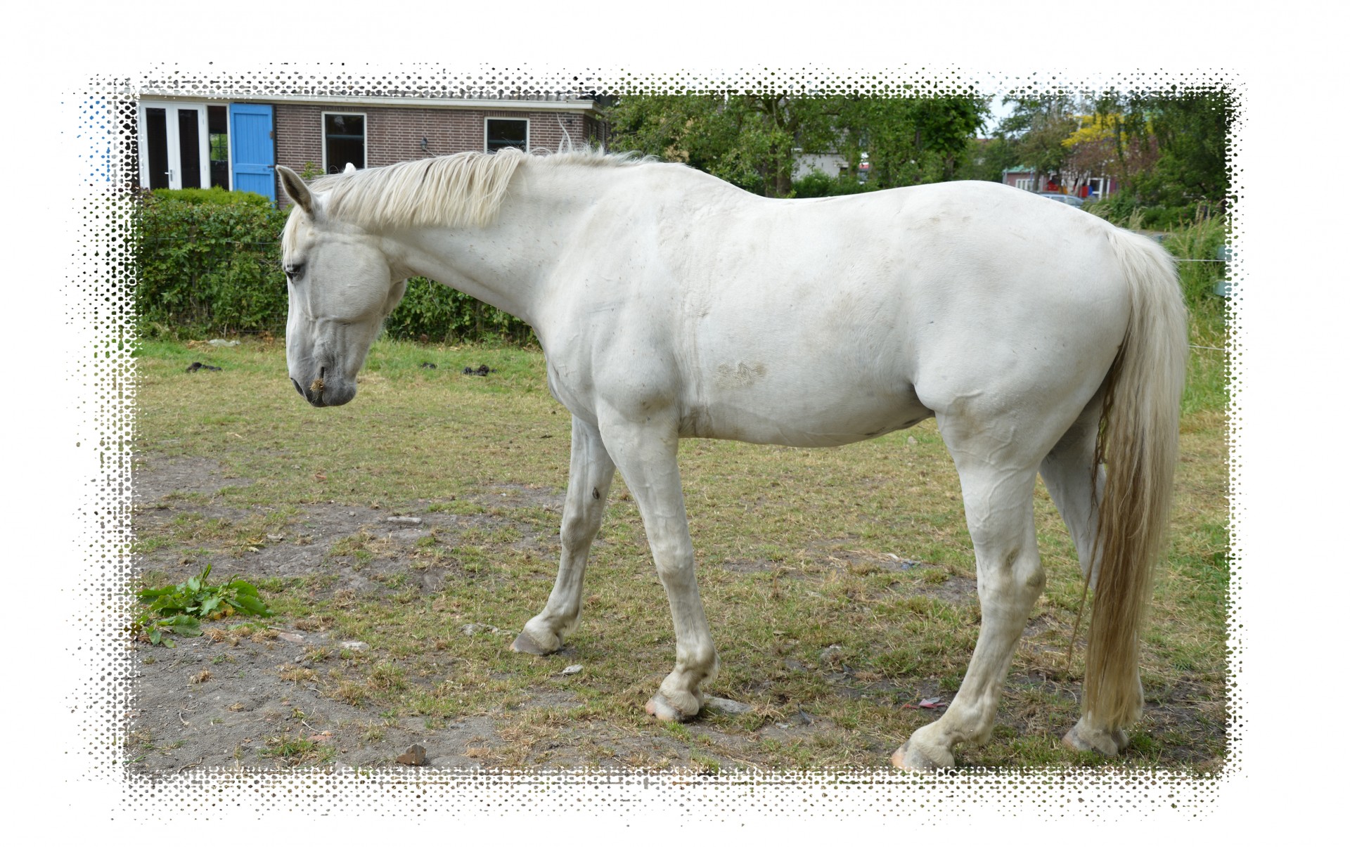 horse pasture grazing free photo