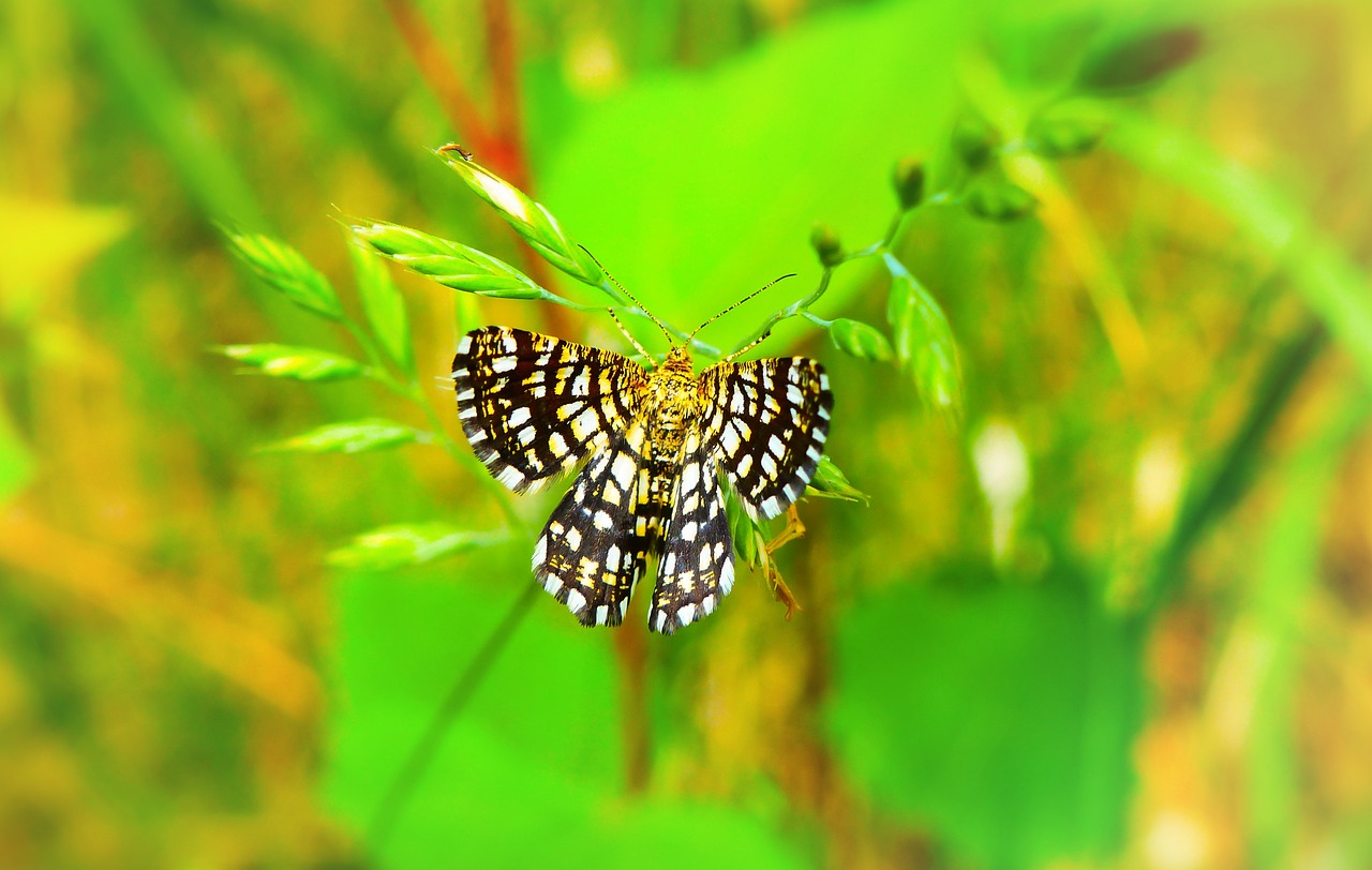 witalnik nostrzak  butterfly day  insect free photo