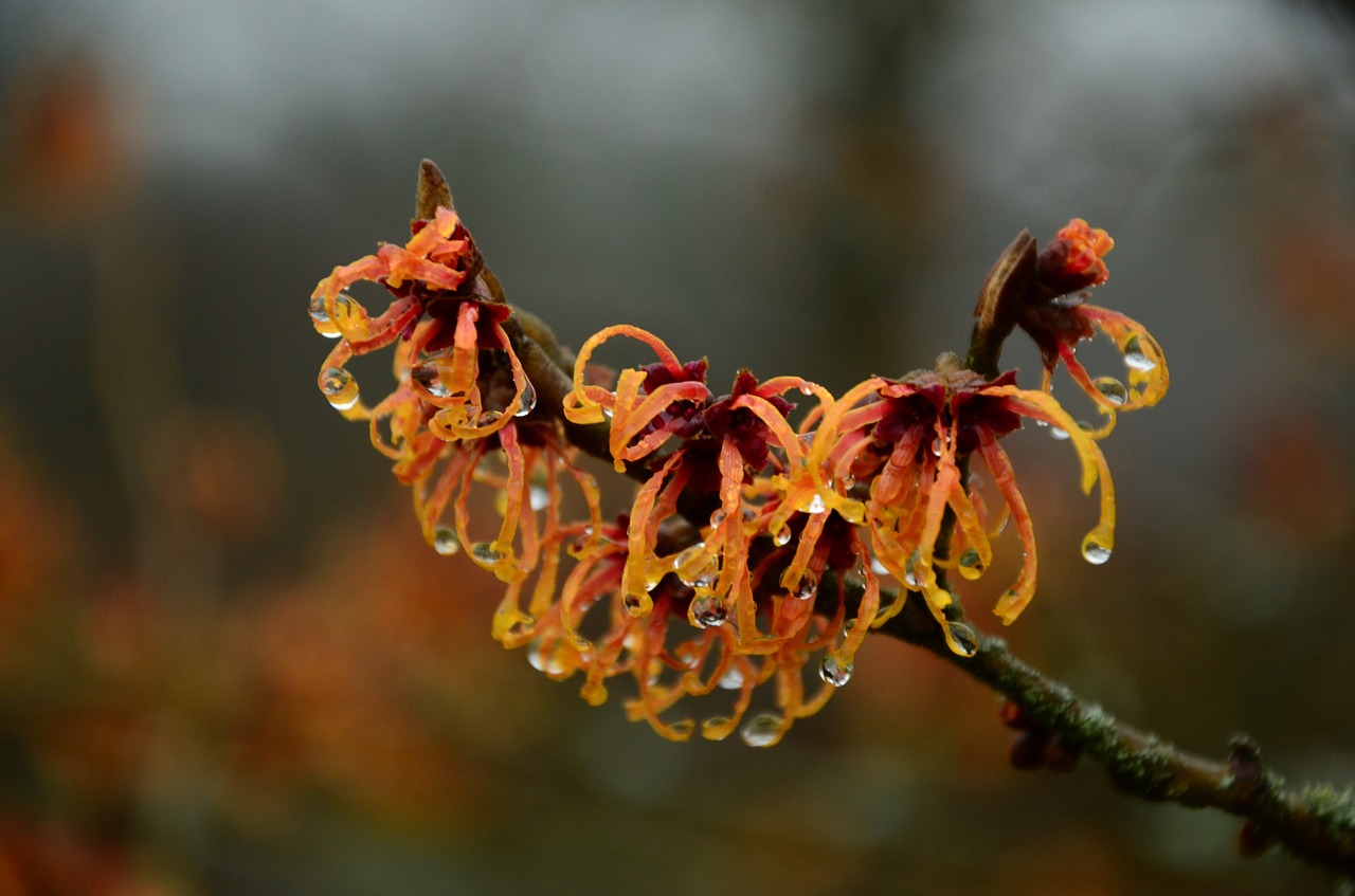 witch hazel bush drip free photo