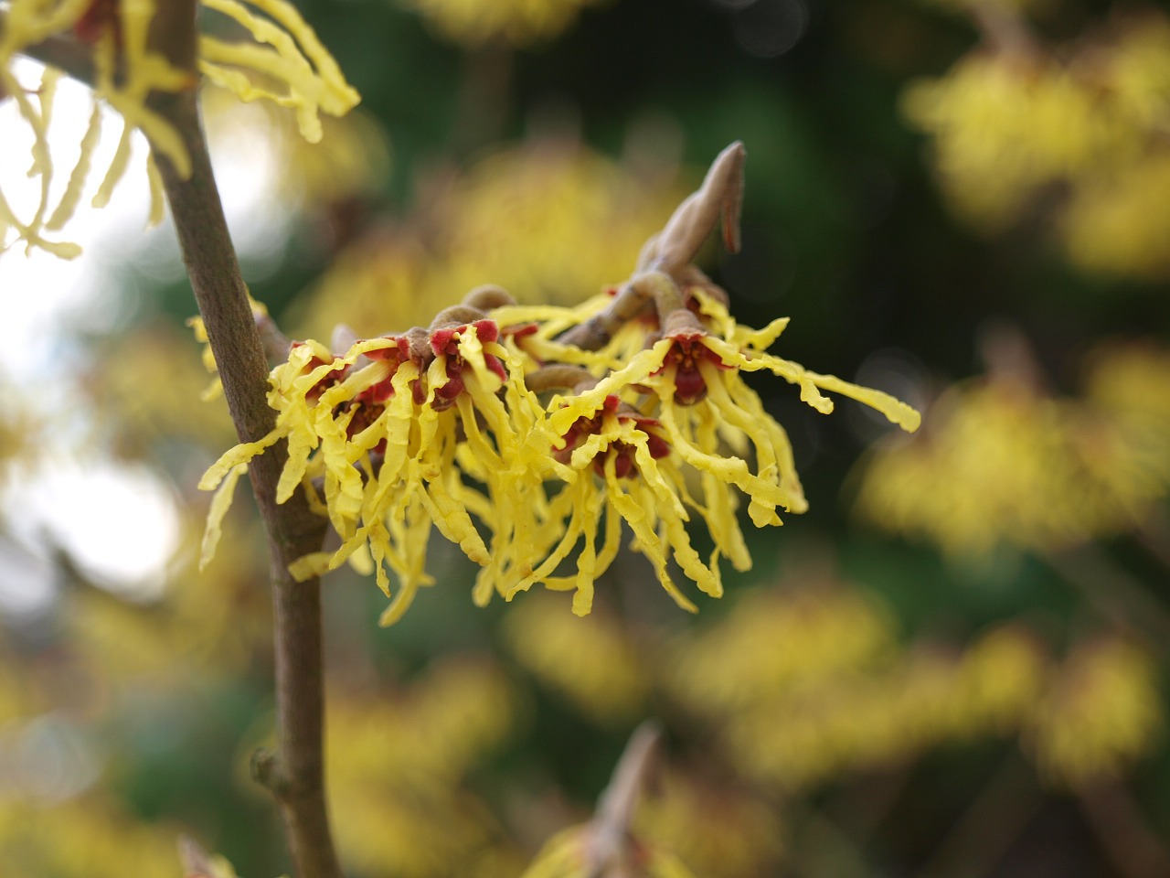 witch hazel blossom flower free photo