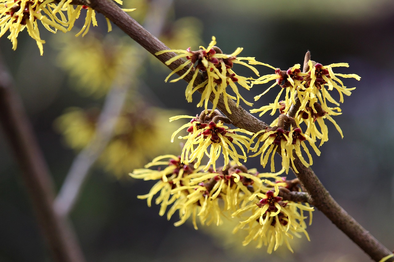 witch hazel yellow blossom free photo