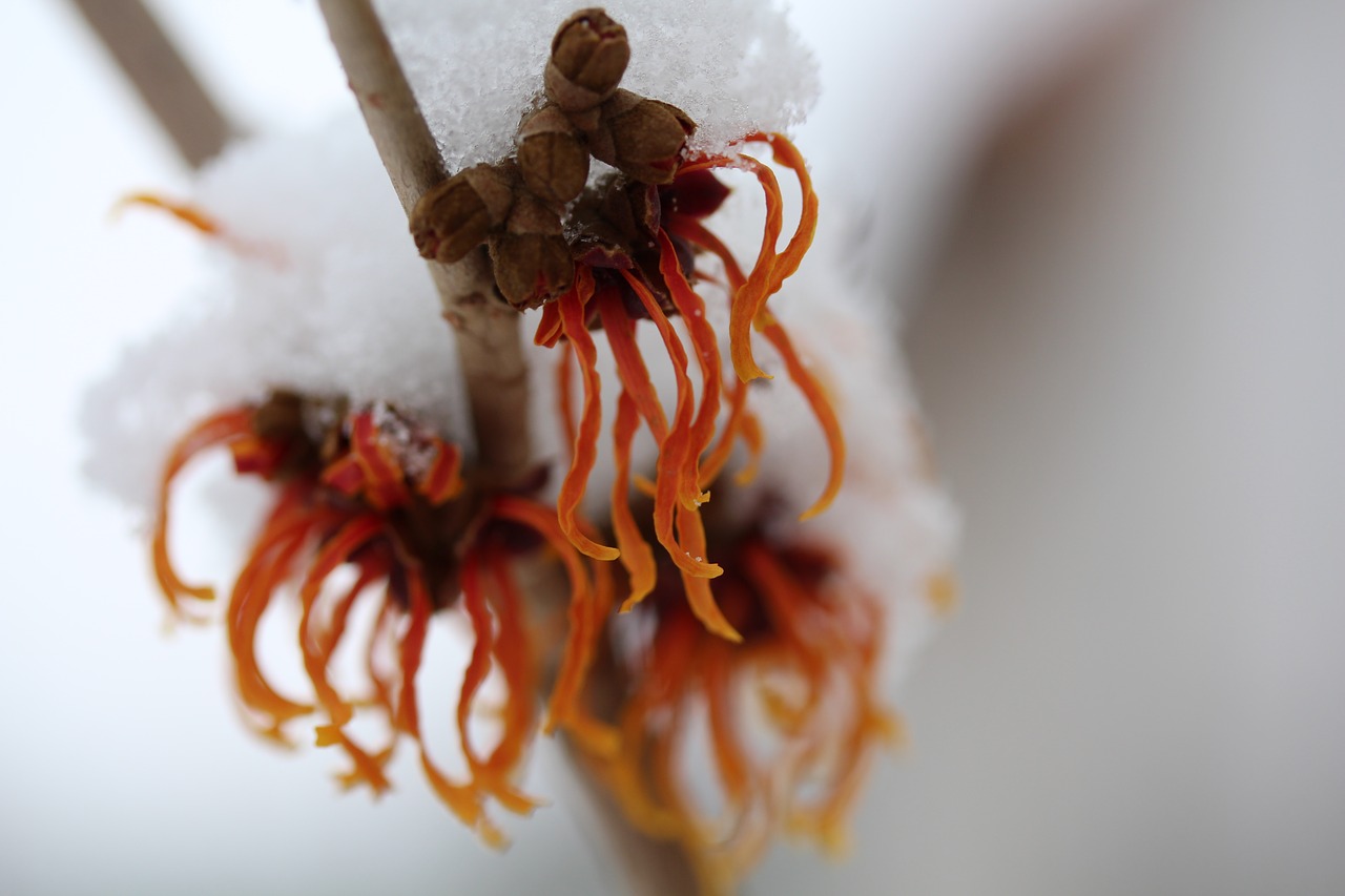 witch hazel winter free pictures free photo