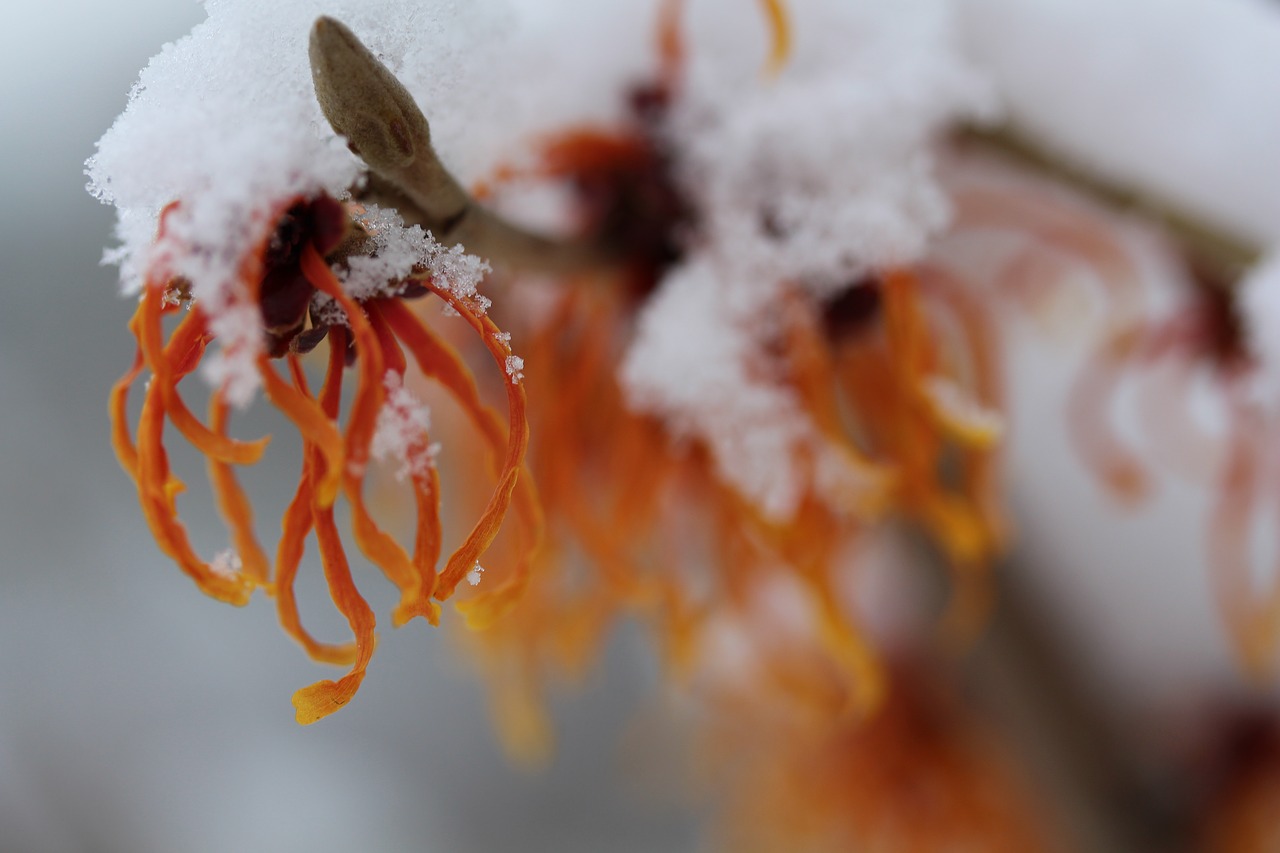 witch hazel bush winter free photo