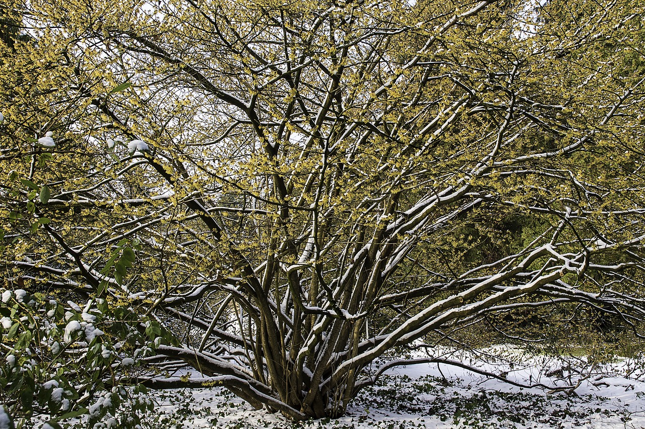 witch hazel  hamamelis  yellow free photo