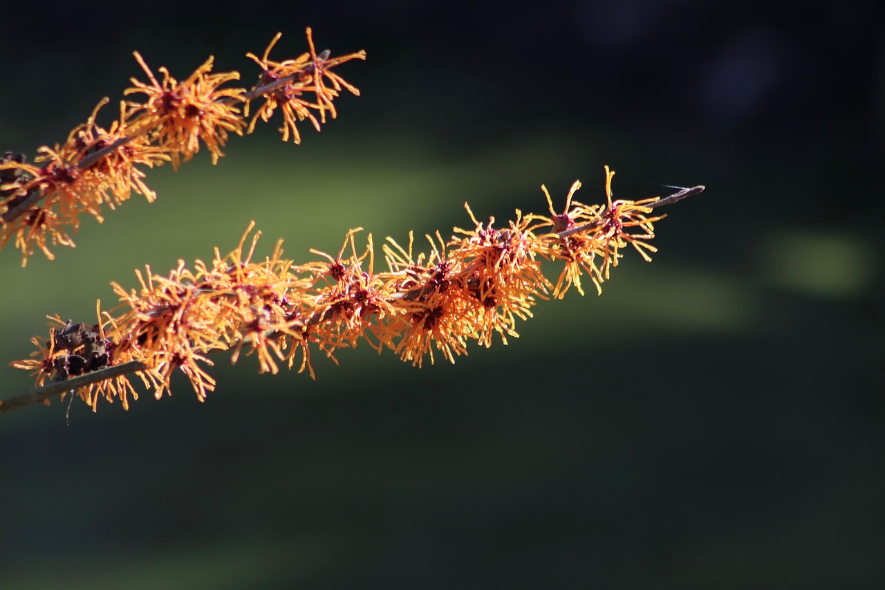 witch hazel  flowers  orange free photo