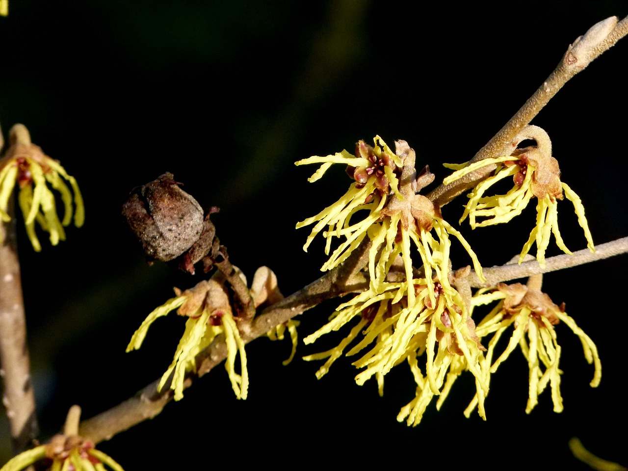 witch hazel flowers single flowers free photo