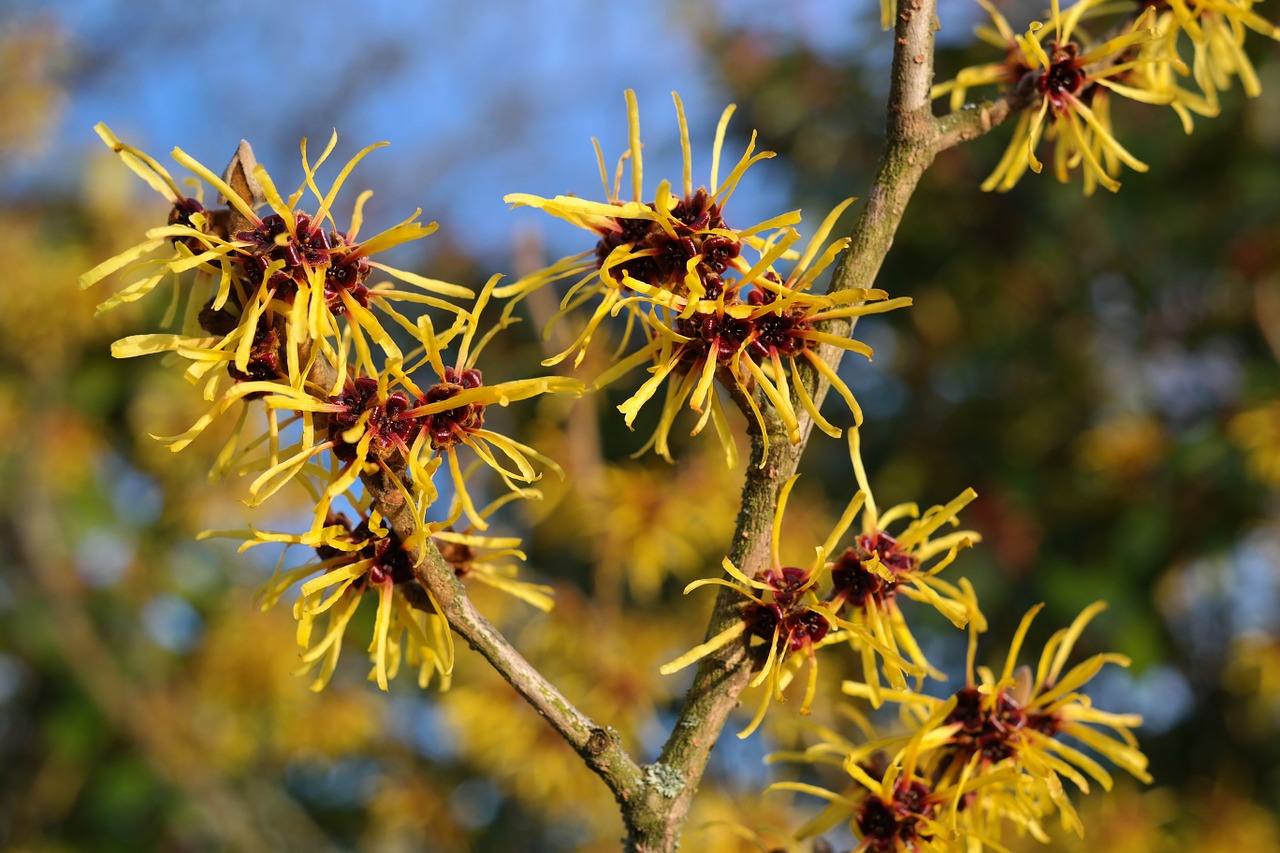 witch hazel bush flowers free photo