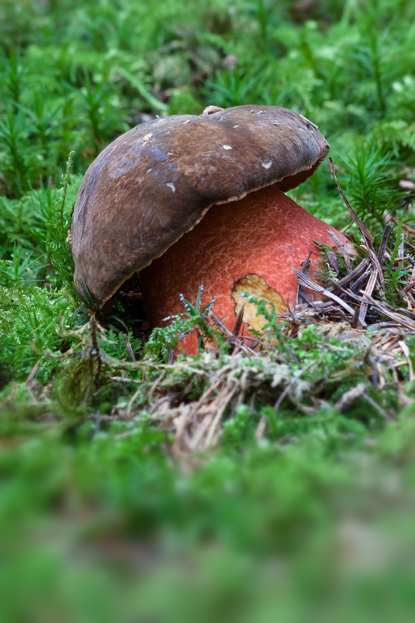 witches placidus mushroom schusterpilz free photo