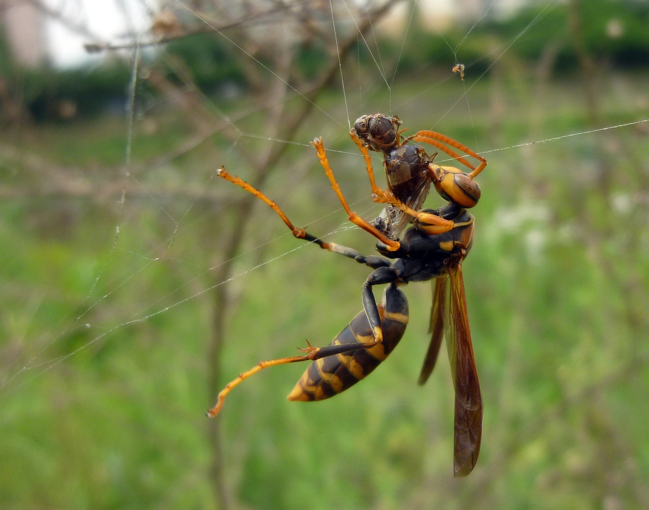 with black paper wasp insects hunt free photo