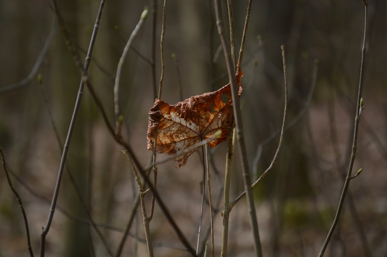 withered maple leaf free photo