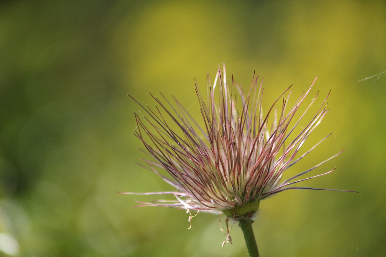 blossom bloom plant free photo