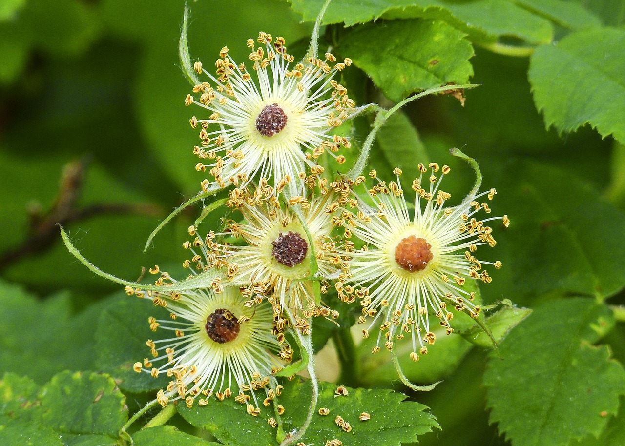 withered thimble berry blossom free photo