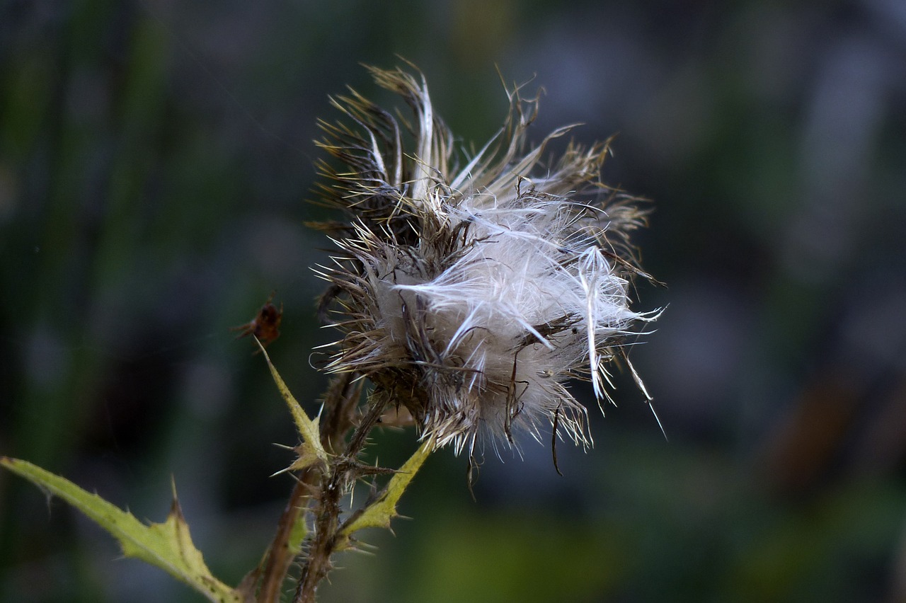 withered thistle wild plant free photo