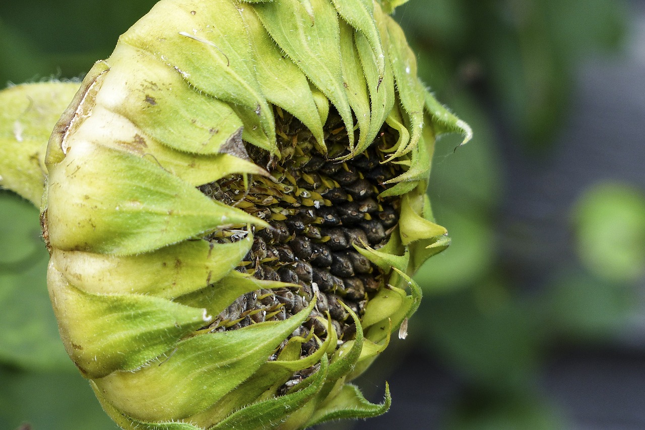 withered sunflower ripe fruit free photo