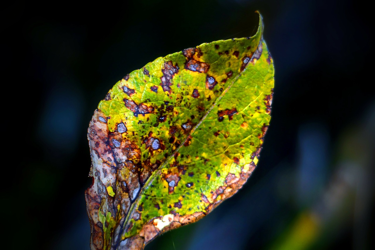 withered leaf colorful free photo