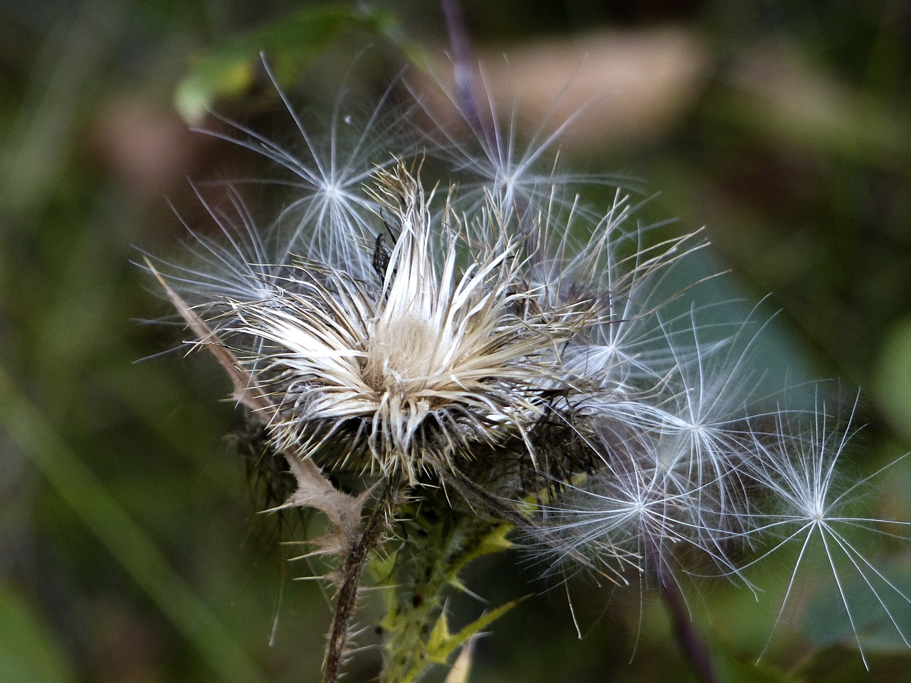 withered thistle wild plant free photo