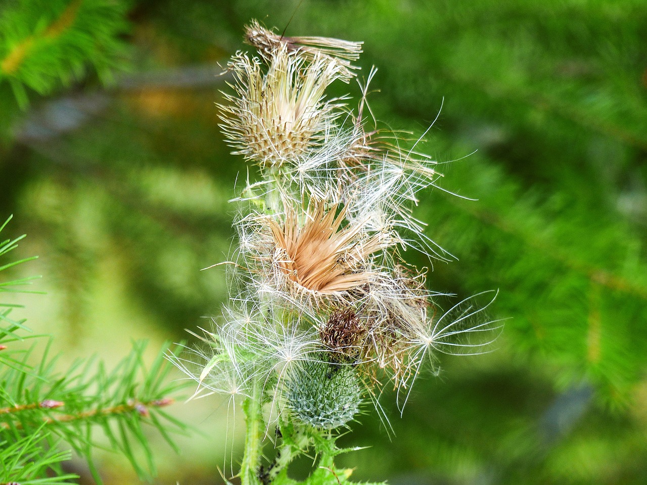 withered thistle wild plant free photo