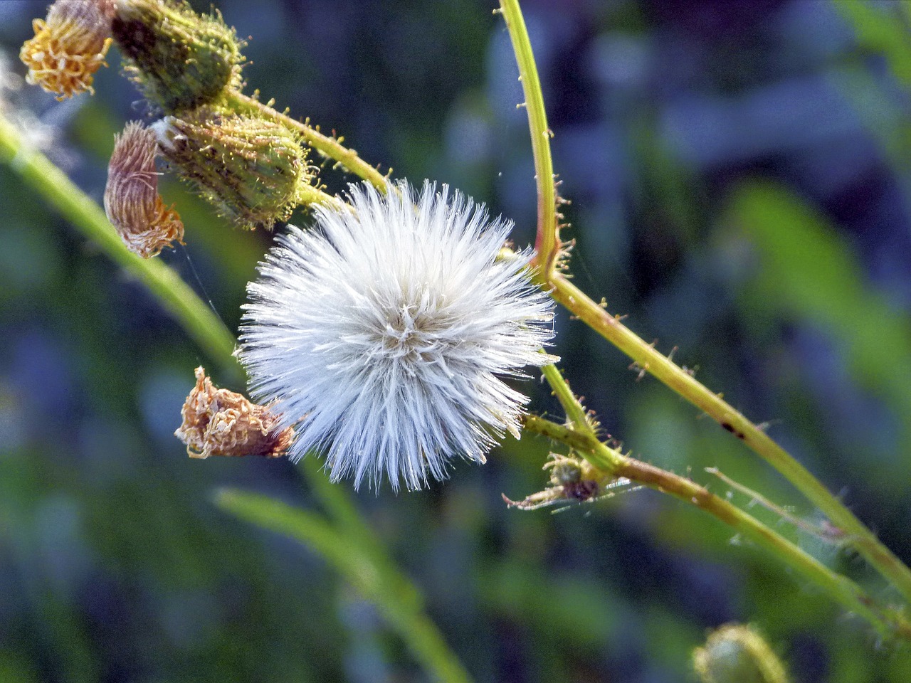 withered wild flower nature free photo