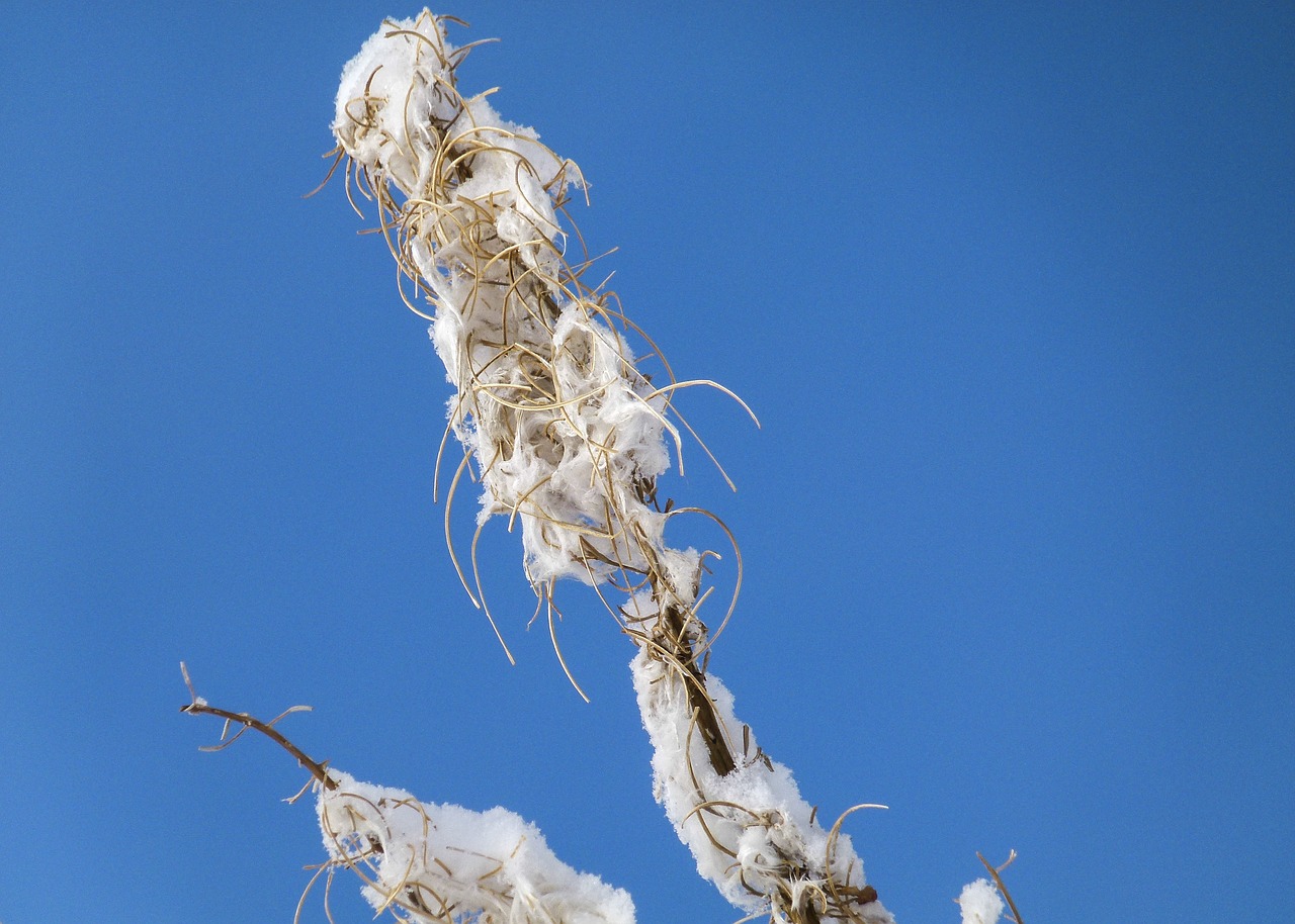 withered fire weed plant free photo