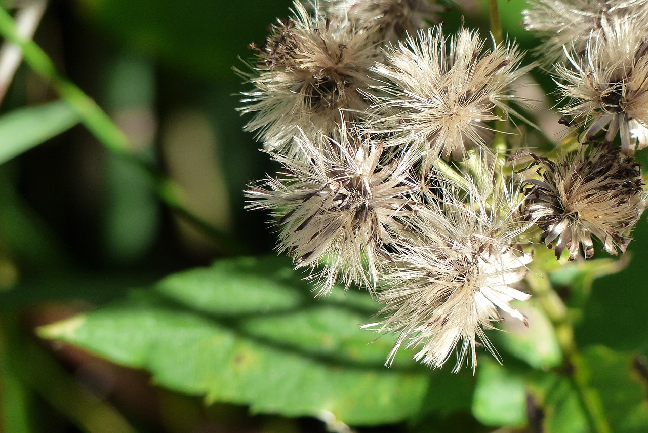 withered wild plant nature free photo