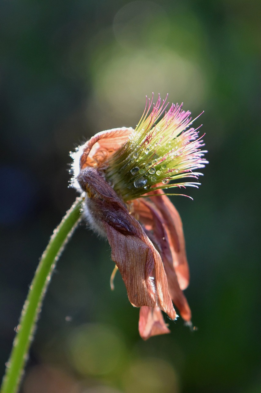 withered  flower  blossom free photo