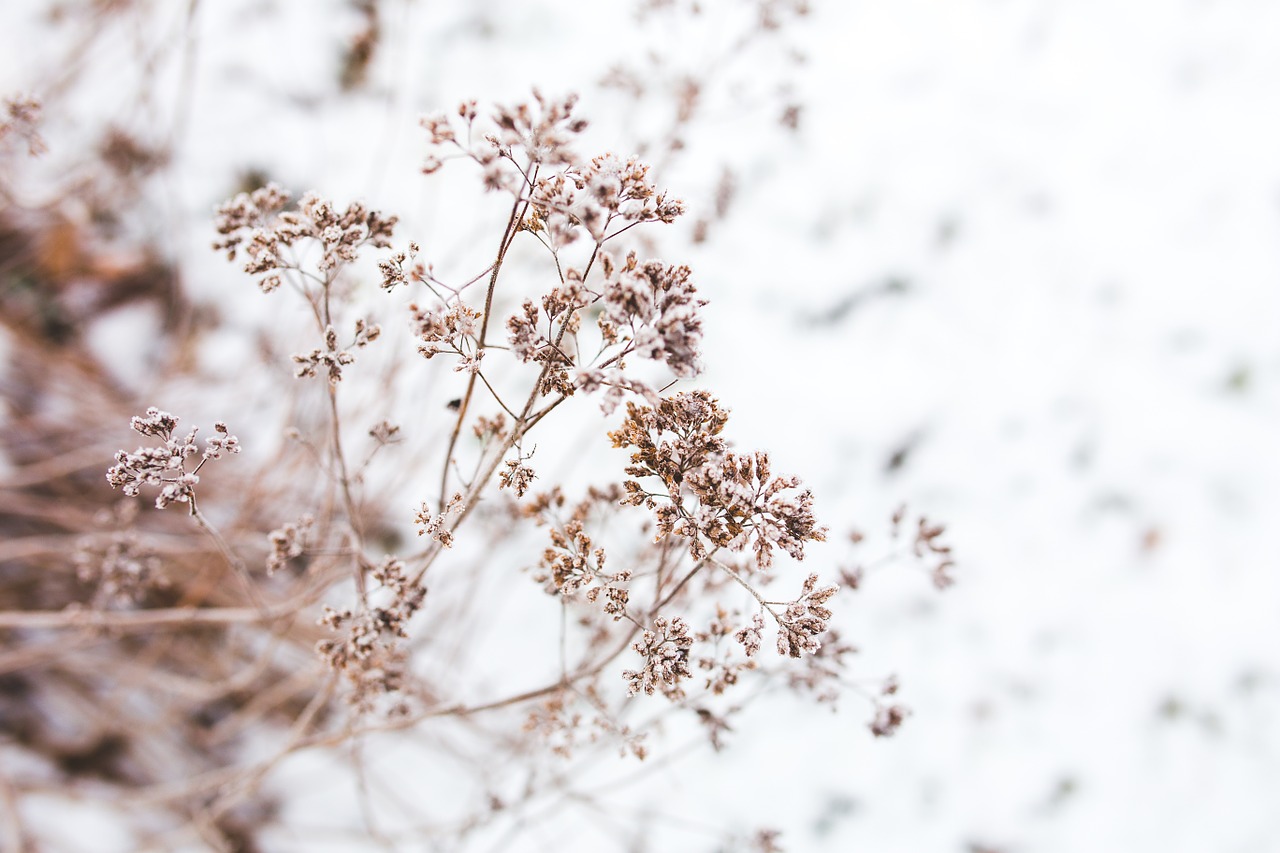 withered dried flower free photo