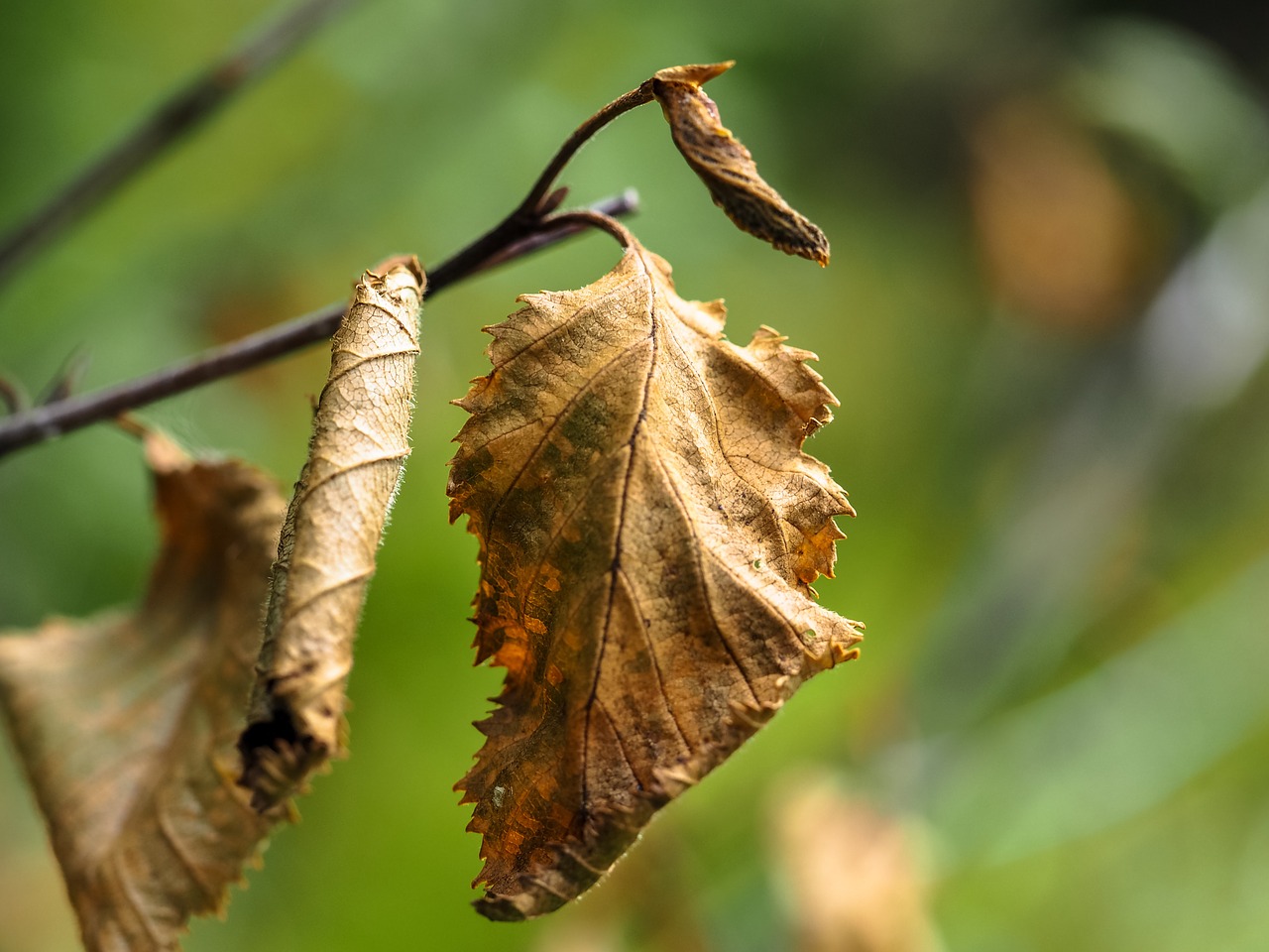 withered leaves dry free photo