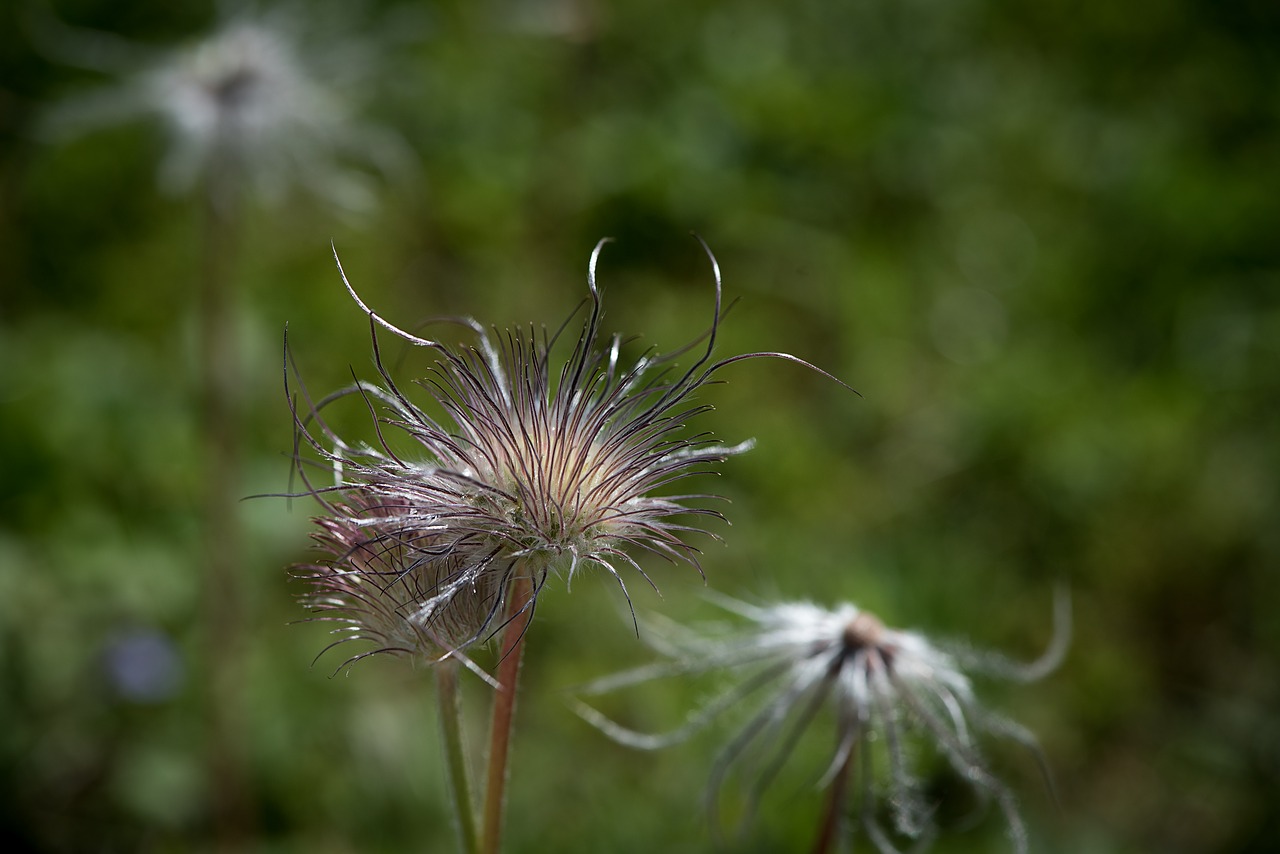 withered anemone  anemone  faded free photo