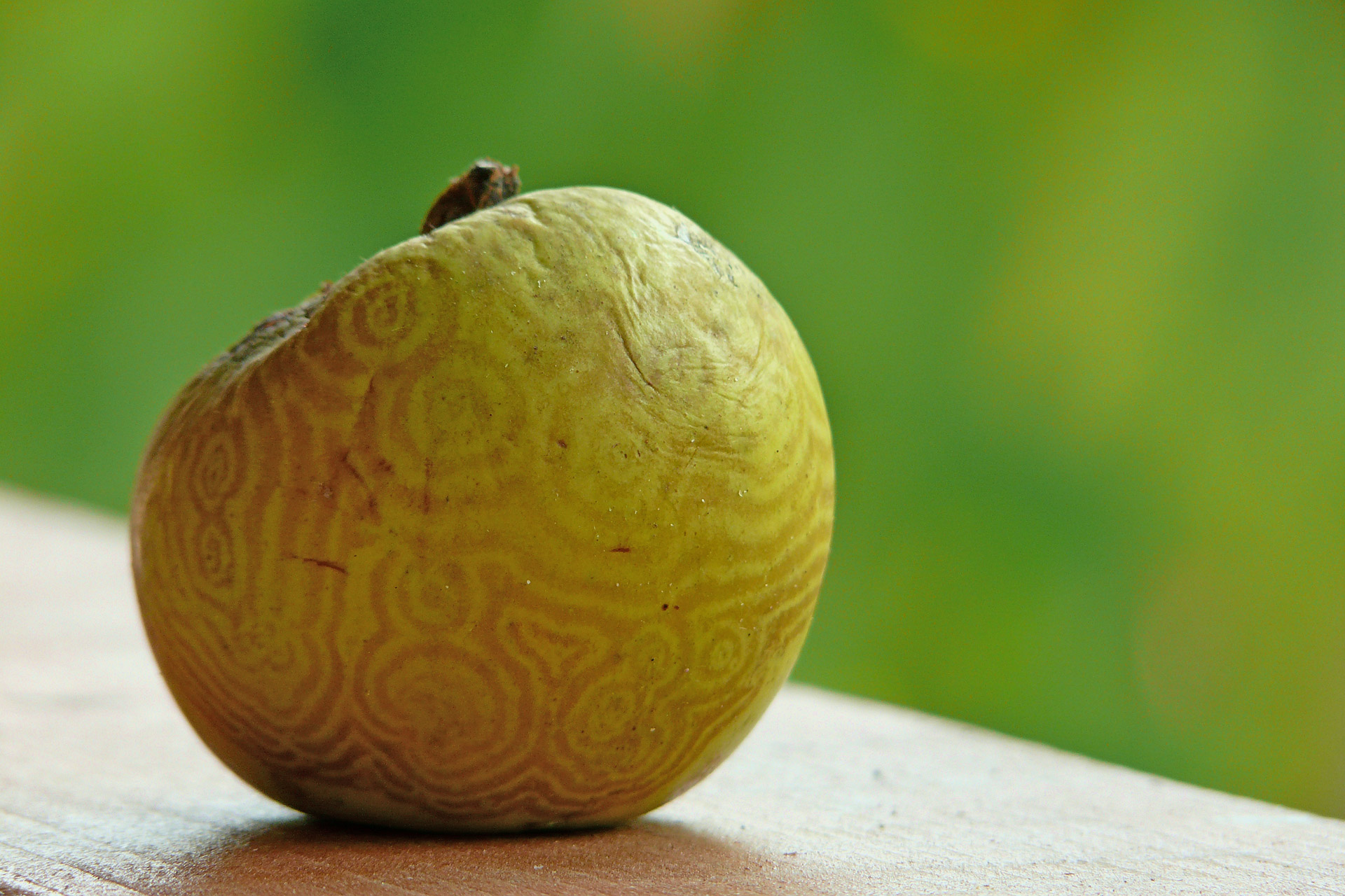 apple fruit textures free photo