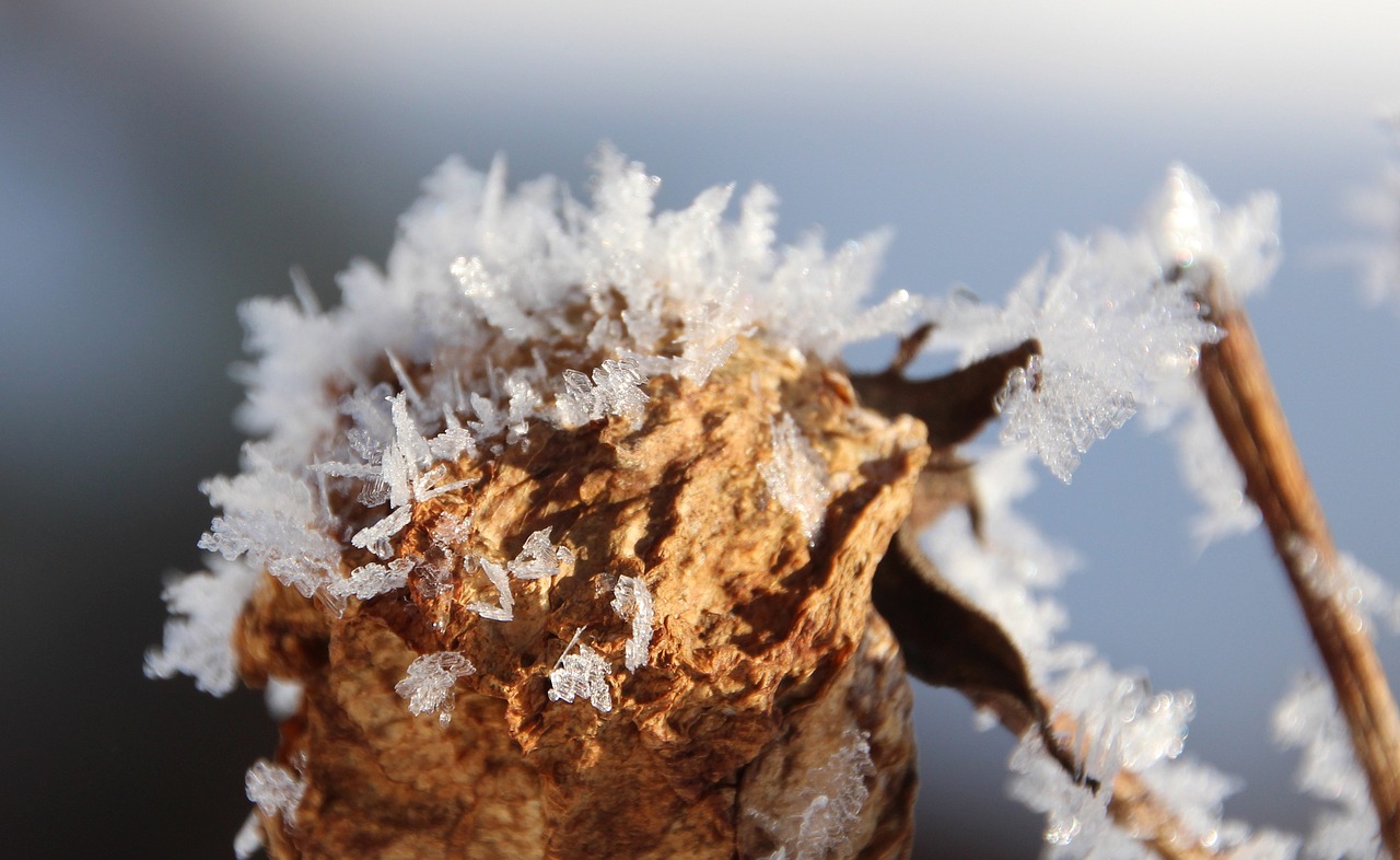 withered bloom frost winter free photo