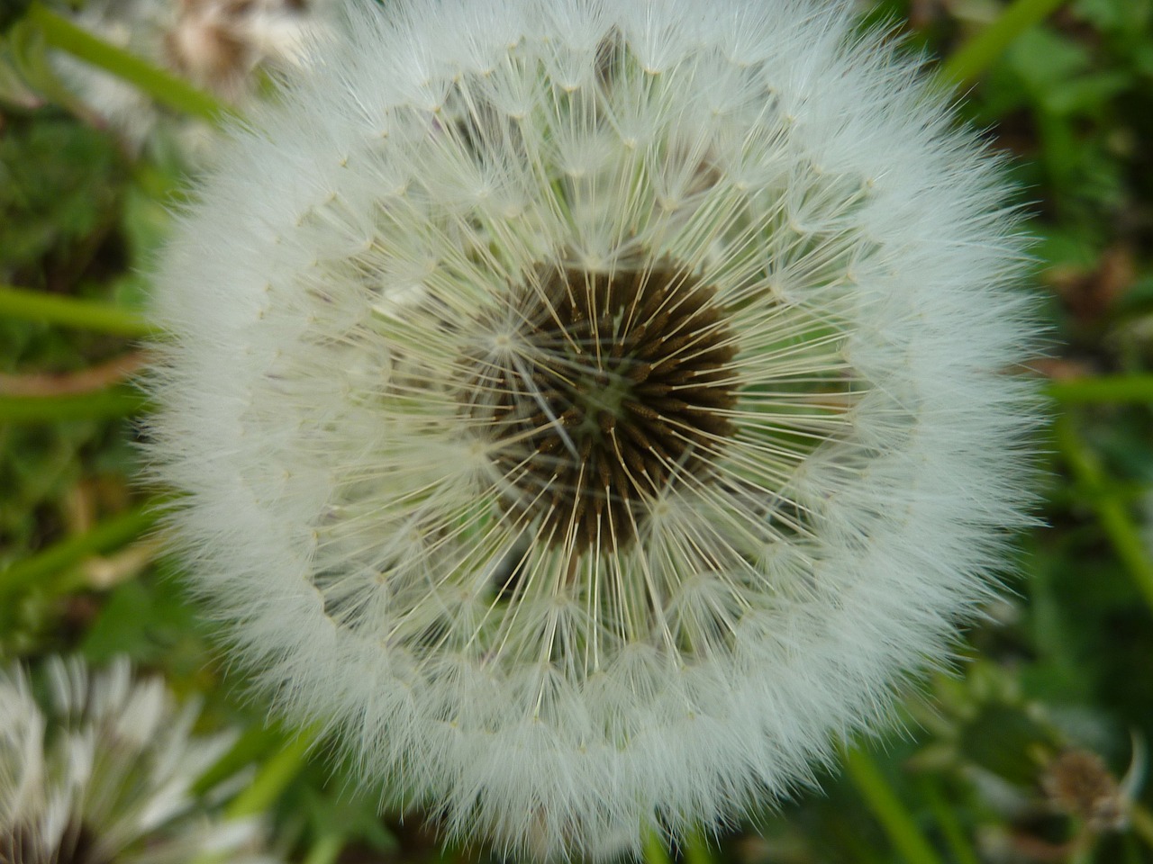 withered dandelion number flower pointed flower free photo