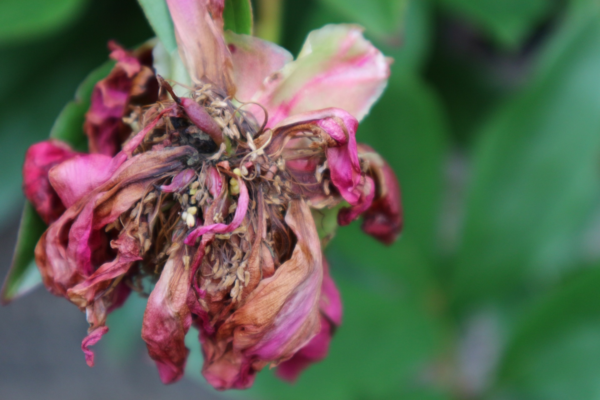 withered flower closeup free photo