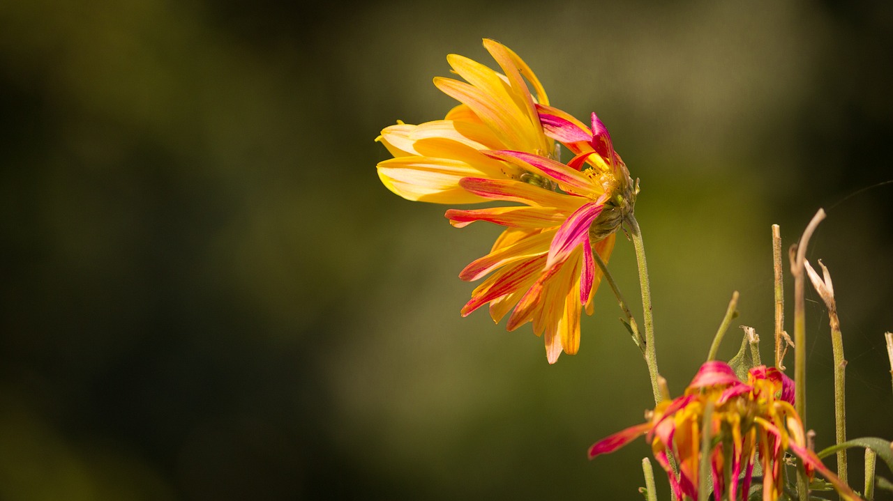 withered flower withering mum withering chrysanthemum free photo