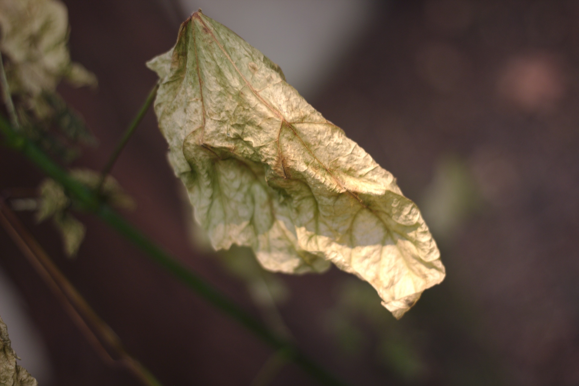 withered leaf close-up free photo