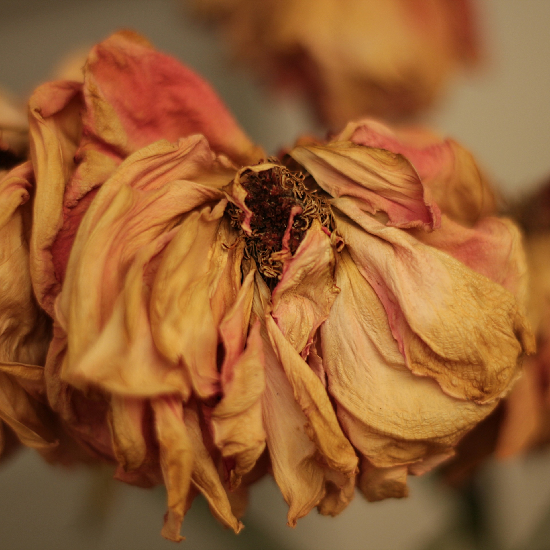 withered rose close-up free photo