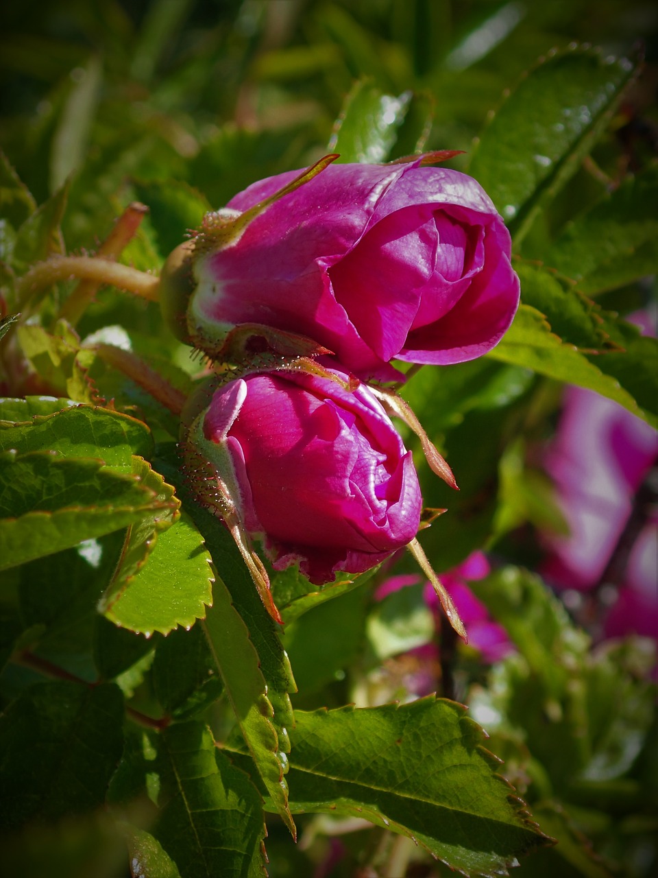 withered rose buds opens free photo