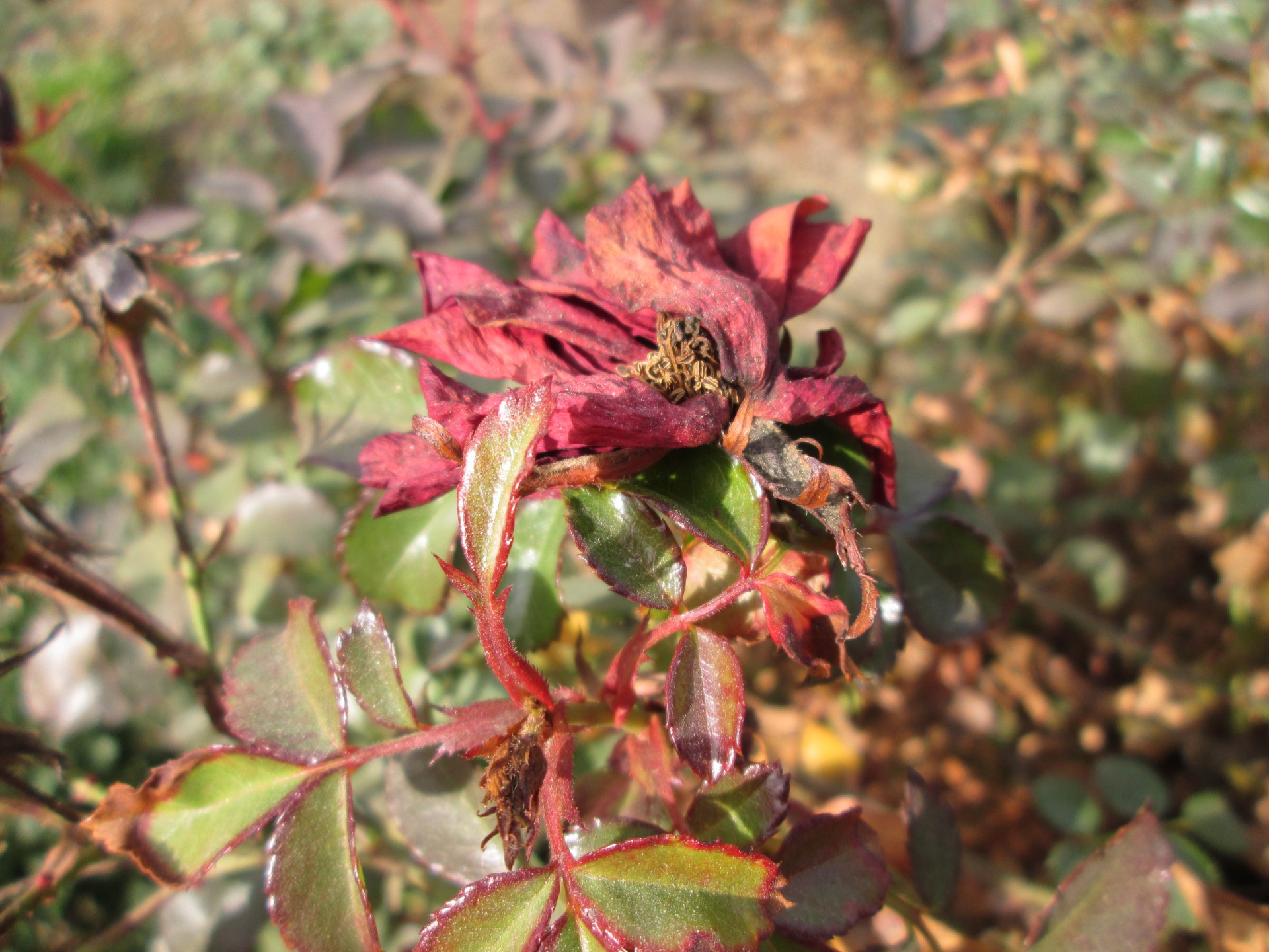 flower rose withered free photo