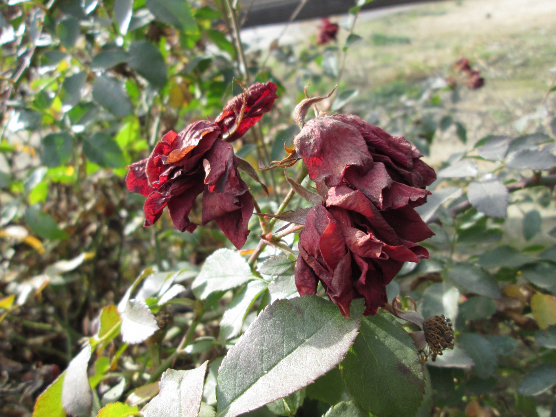 flower rose withered free photo