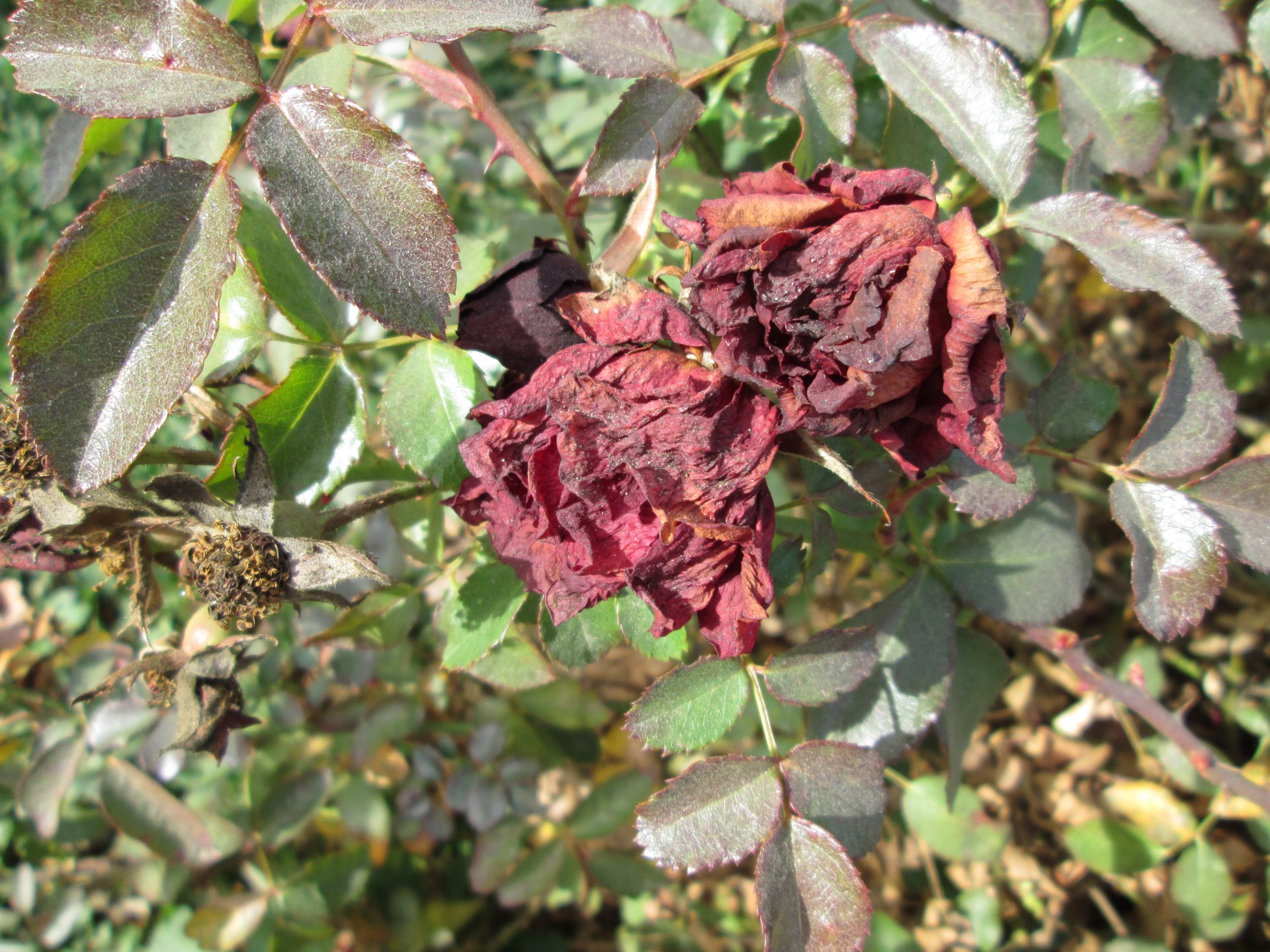 flower rose withered free photo