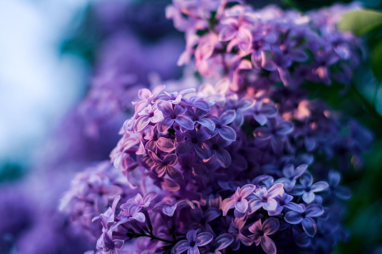without lilac flower purple no free photo