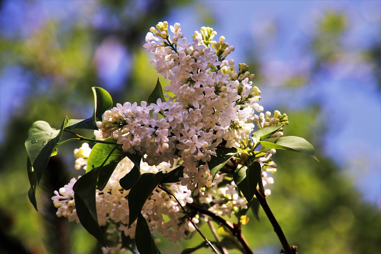 without  flower  tree free photo