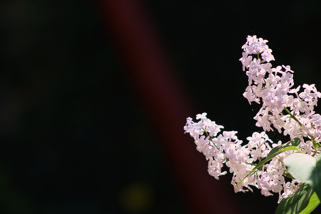 without  lilac  lilac flower free photo