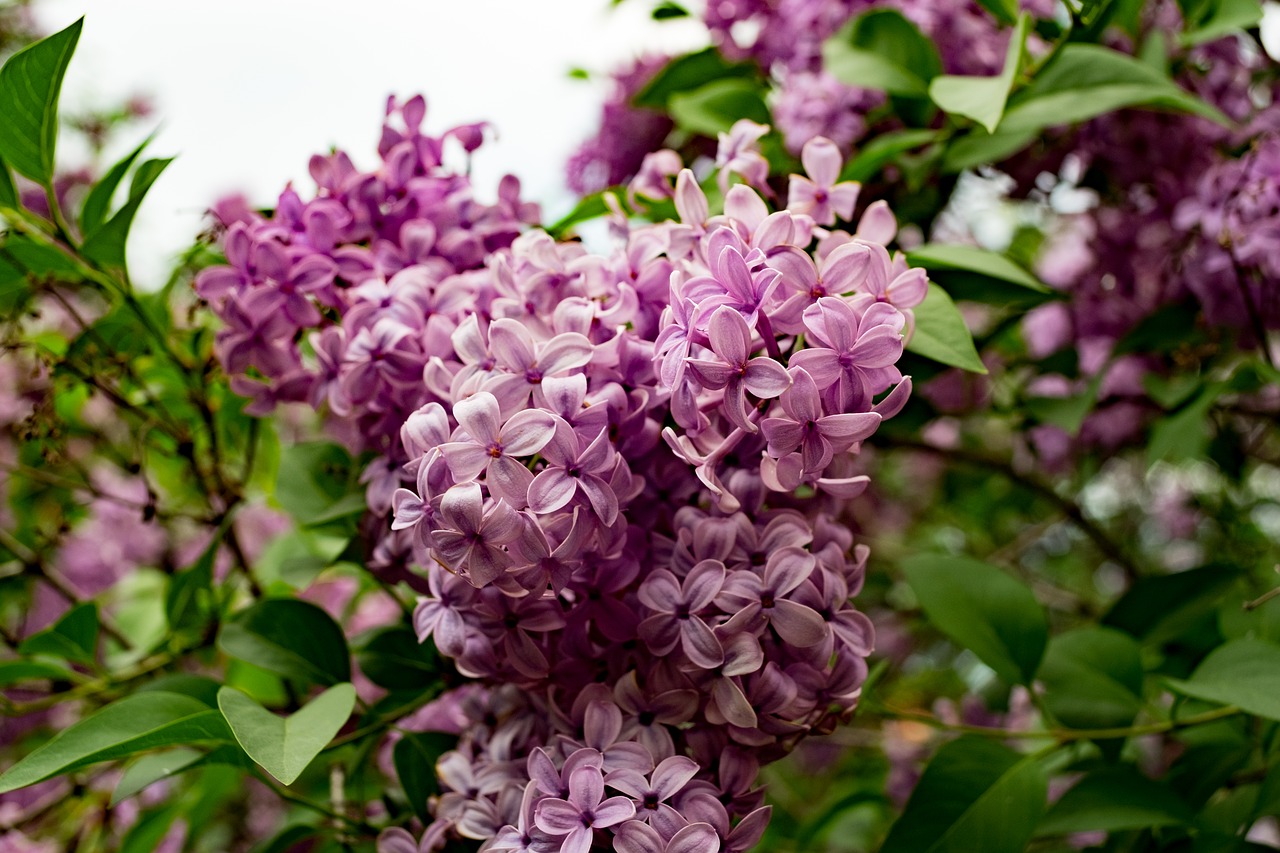 without  lilac  siringa free photo